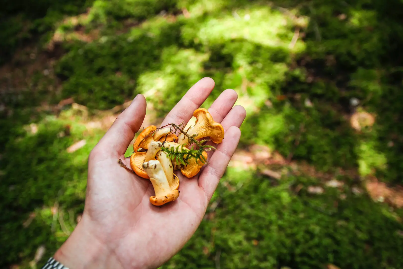 10 Epic Foods to Forage for in the Wilderness