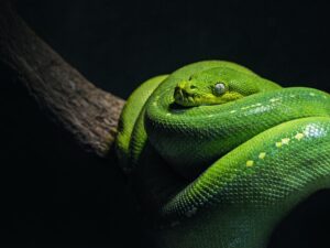 How to Tell if a Snake Is Poisonous?