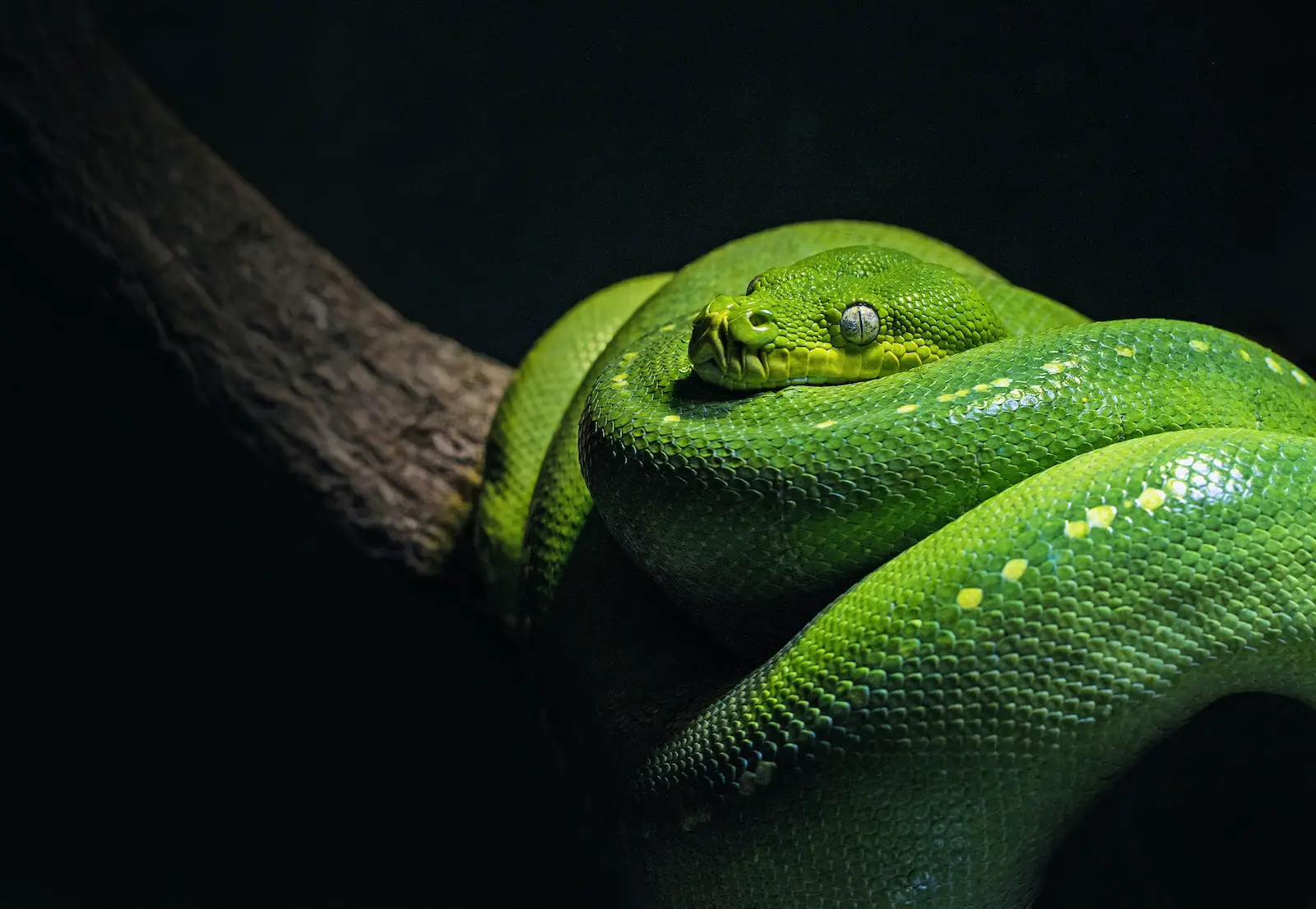 How to Tell if a Snake Is Poisonous?