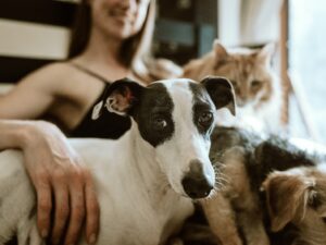 How to Create a Safe Living Environment for Pets?