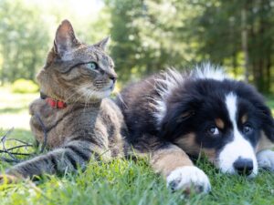 How to Handle Pets During a Crisis?