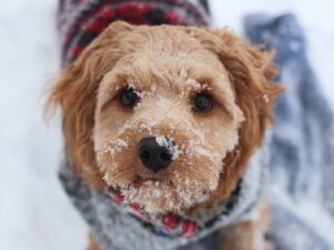 How to Treat Hypothermia in Dogs?